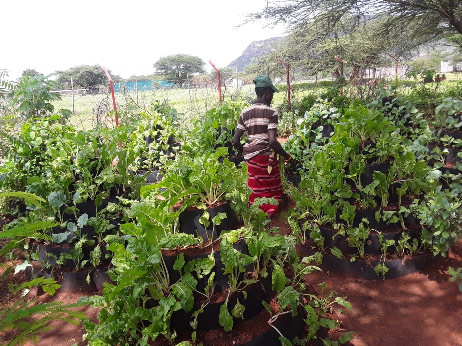 Marsabit Drought Resilience and Response Project