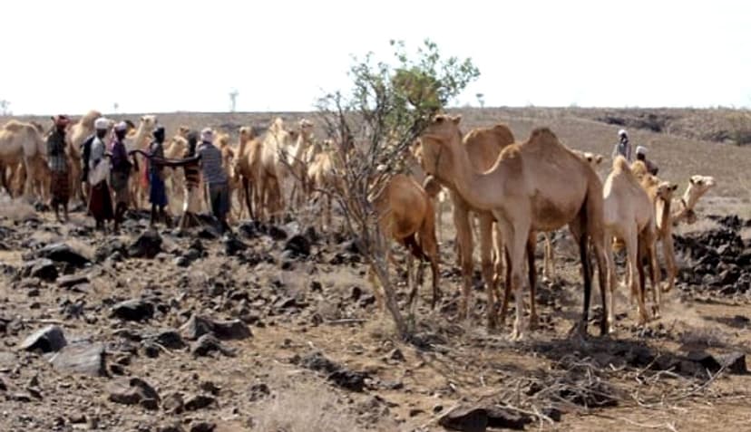 Marsabit County Drought Emergency Response Project